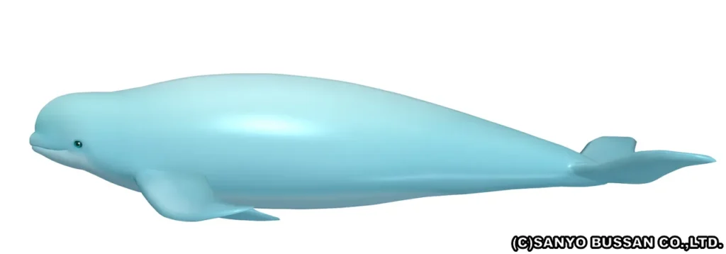 ベルーガ