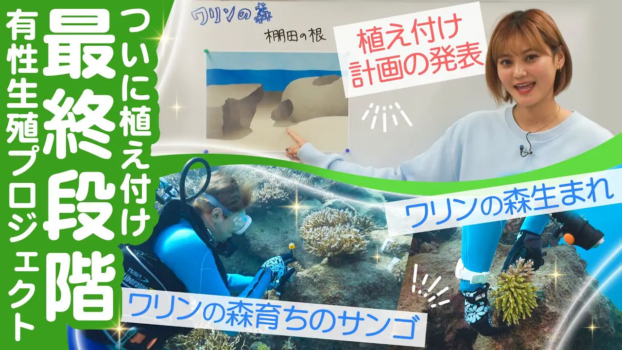 【動画】第146回『南の島のミスワリン』サンゴ植付けで未来の海を守る挑戦!