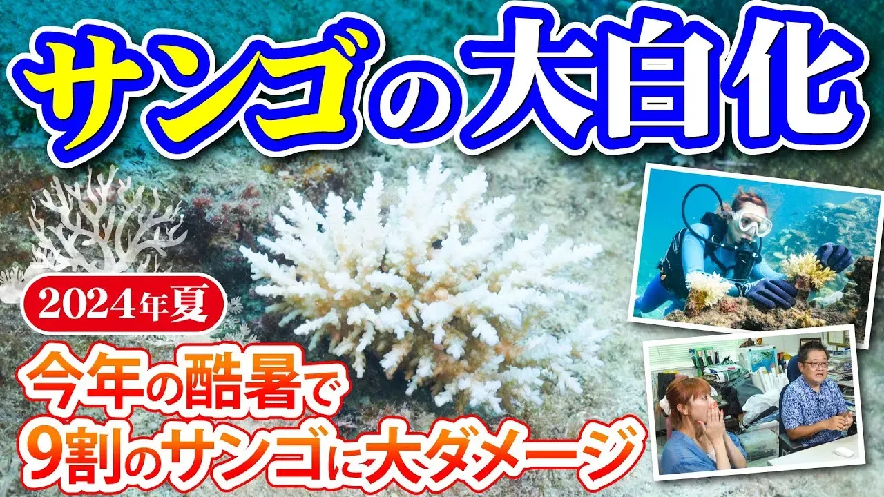 【動画】ミスワリン澪花がサンゴの危機を調査!沖縄の海で進行する白化現象とは?